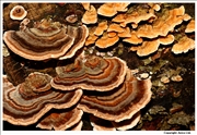 Turkeytail 6